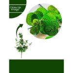 Cury-o-pla Faux Plant - 2.17 ft - Image 5